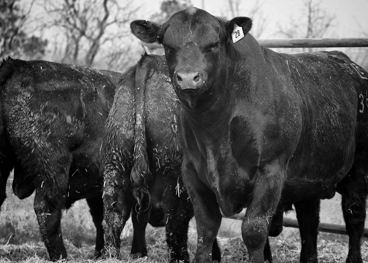 Sales Lee's Cattle Company Brush, Colorado